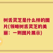 树舌灵芝是什么样的图片(领略树舌灵芝的美丽：一则图片展示)