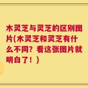 木灵芝与灵芝的区别图片(木灵芝和灵芝有什么不同？看这张图片就明白了！)