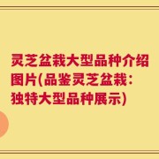 灵芝盆栽大型品种介绍图片(品鉴灵芝盆栽：独特大型品种展示)
