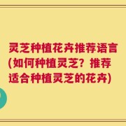 灵芝种植花卉推荐语言(如何种植灵芝？推荐适合种植灵芝的花卉)