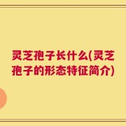 灵芝孢子长什么(灵芝孢子的形态特征简介)