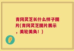 青冈灵芝长什么样子图片(青冈灵芝图片展示，美轮美奂！)