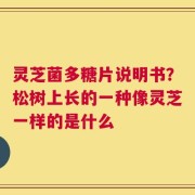 灵芝菌多糖片说明书？松树上长的一种像灵芝一样的是什么