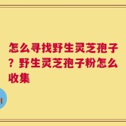 怎么寻找野生灵芝孢子？野生灵芝孢子粉怎么收集