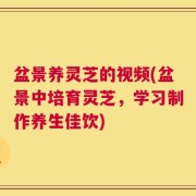 盆景养灵芝的视频(盆景中培育灵芝，学习制作养生佳饮)
