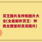 灵芝图片及种类图片大全(全面解析灵芝：种类全图鉴附高清图片)