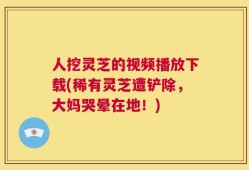 人挖灵芝的视频播放下载(稀有灵芝遭铲除，大妈哭晕在地！)