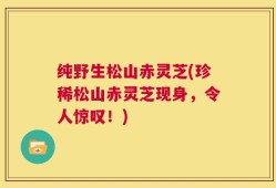 纯野生松山赤灵芝(珍稀松山赤灵芝现身，令人惊叹！)