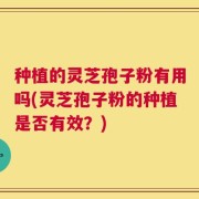 种植的灵芝孢子粉有用吗(灵芝孢子粉的种植是否有效？)