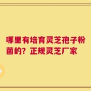 哪里有培育灵芝孢子粉菌的？正规灵芝厂家