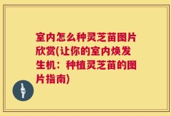 室内怎么种灵芝苗图片欣赏(让你的室内焕发生机：种植灵芝苗的图片指南)