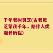 千年老树灵芝(古老灵芝繁茂千年，陪伴人类漫长历程)