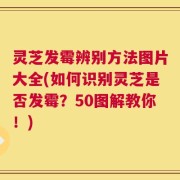 灵芝发霉辨别方法图片大全(如何识别灵芝是否发霉？50图解教你！)