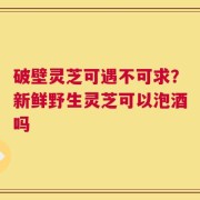 破壁灵芝可遇不可求？新鲜野生灵芝可以泡酒吗