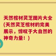 天然棺材灵芝图片大全(天然灵芝棺材的完美展示，惊叹于大自然的神奇力量！)