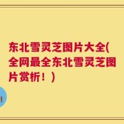 东北雪灵芝图片大全(全网最全东北雪灵芝图片赏析！)