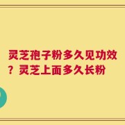 灵芝孢子粉多久见功效？灵芝上面多久长粉
