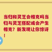 当归和灵芝会相克吗当归与灵芝搭配或会产生相克？新发现让你惊讶！