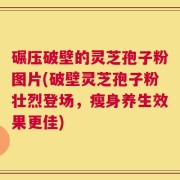 碾压破壁的灵芝孢子粉图片(破壁灵芝孢子粉壮烈登场，瘦身养生效果更佳)