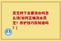 灵芝种下去要浇水吗怎么浇(如何正确浇水灵芝？养护技巧你知道吗？)