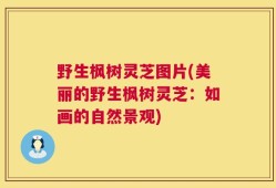 野生枫树灵芝图片(美丽的野生枫树灵芝：如画的自然景观)