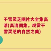 干雪灵芝图片大全集高清(高清图集，观赏干雪灵芝的自然之美)