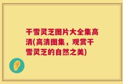 干雪灵芝图片大全集高清(高清图集，观赏干雪灵芝的自然之美)