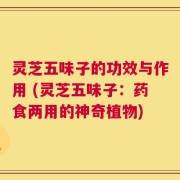灵芝五味子的功效与作用 (灵芝五味子：药食两用的神奇植物)