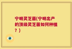 宁明灵芝菌(宁明出产的顶级灵芝菌如何种植？)