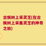 古枫树上采灵芝(在古枫树上采集灵芝的神奇之旅)