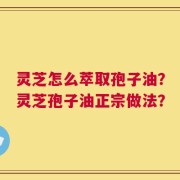 灵芝怎么萃取孢子油？灵芝孢子油正宗做法？