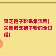 灵芝孢子粉采集流程(采集灵芝孢子粉的全过程)