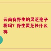 云南有野生的灵芝孢子粉吗？野生灵芝长什么样