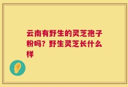 云南有野生的灵芝孢子粉吗？野生灵芝长什么样