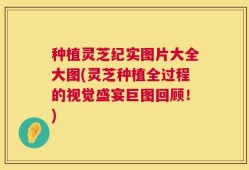 种植灵芝纪实图片大全大图(灵芝种植全过程的视觉盛宴巨图回顾！)