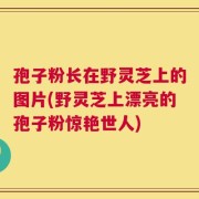 孢子粉长在野灵芝上的图片(野灵芝上漂亮的孢子粉惊艳世人)