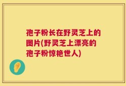 孢子粉长在野灵芝上的图片(野灵芝上漂亮的孢子粉惊艳世人)