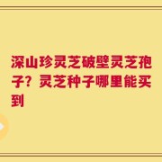 深山珍灵芝破壁灵芝孢子？灵芝种子哪里能买到