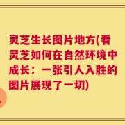 灵芝生长图片地方(看灵芝如何在自然环境中成长：一张引人入胜的图片展现了一切)
