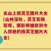 去山上摘灵芝图片大全(山林深处，灵芝若隐若现，摄影师捕捉到令人惊艳的摘灵芝图片大全)