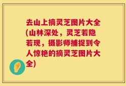 去山上摘灵芝图片大全(山林深处，灵芝若隐若现，摄影师捕捉到令人惊艳的摘灵芝图片大全)