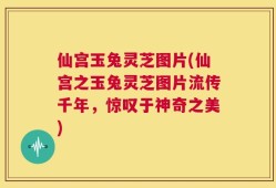 仙宫玉兔灵芝图片(仙宫之玉兔灵芝图片流传千年，惊叹于神奇之美)