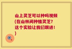 山上灵芝可以种吗视频(在山林间种植灵芝？这个实验让我们跟进！)
