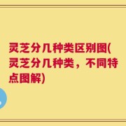 灵芝分几种类区别图(灵芝分几种类，不同特点图解)