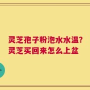 灵芝孢子粉泡水水温？灵芝买回来怎么上盆