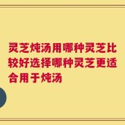 灵芝炖汤用哪种灵芝比较好选择哪种灵芝更适合用于炖汤