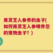用灵芝人参养的虫子(如何用灵芝人参喂养您的宠物虫子？)