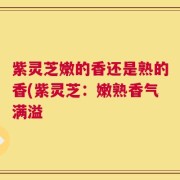 紫灵芝嫩的香还是熟的香(紫灵芝：嫩熟香气满溢