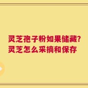 灵芝孢子粉如果储藏？灵芝怎么采摘和保存