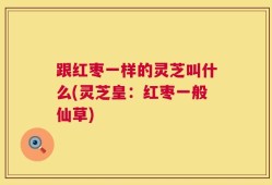 跟红枣一样的灵芝叫什么(灵芝皇：红枣一般仙草)